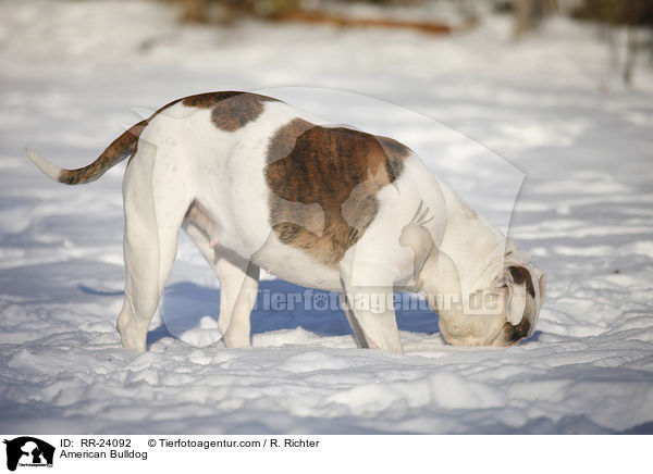 Amerikanische Bulldogge / American Bulldog / RR-24092