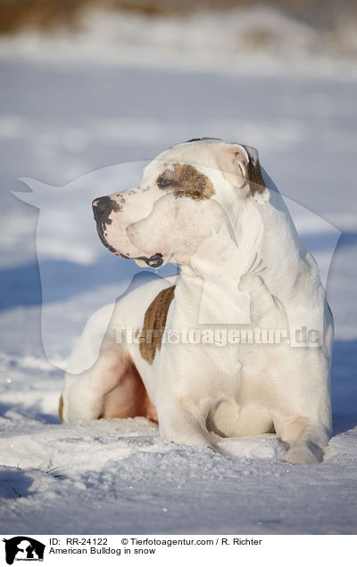 Amerikanische Bulldogge im Schnee / American Bulldog in snow / RR-24122