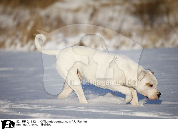 rennende Amerikanische Bulldogge / running American Bulldog / RR-24132