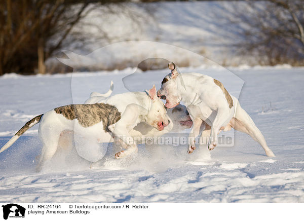 spielende Amerikanische Bulldogen / playing American Bulldogs / RR-24164