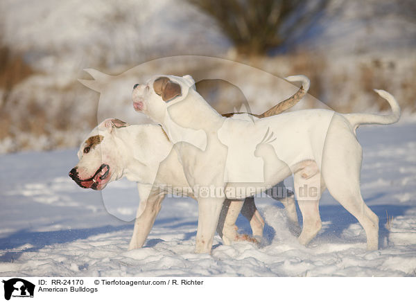 Amerikanische Bulldoggen / American Bulldogs / RR-24170