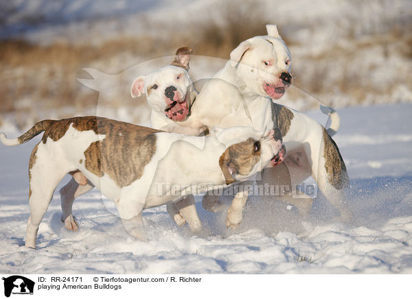 spielende Amerikanische Bulldogen / playing American Bulldogs / RR-24171