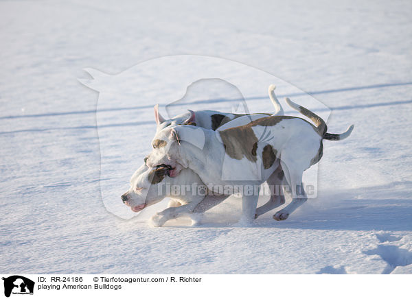 spielende Amerikanische Bulldogen / playing American Bulldogs / RR-24186