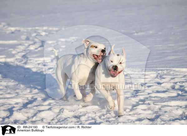 Amerikanische Bulldoggen / American Bulldogs / RR-24190