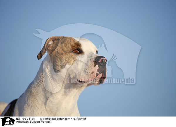 Amerikanische Bulldogge Portrait / American Bulldog Portrait / RR-24191