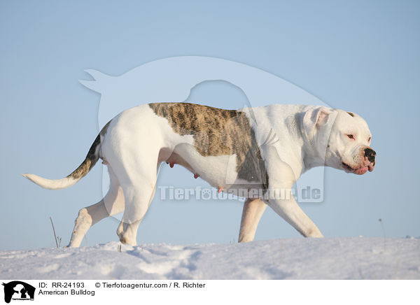 Amerikanische Bulldogge / American Bulldog / RR-24193