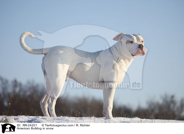 Amerikanische Bulldogge im Schnee / American Bulldog in snow / RR-24201