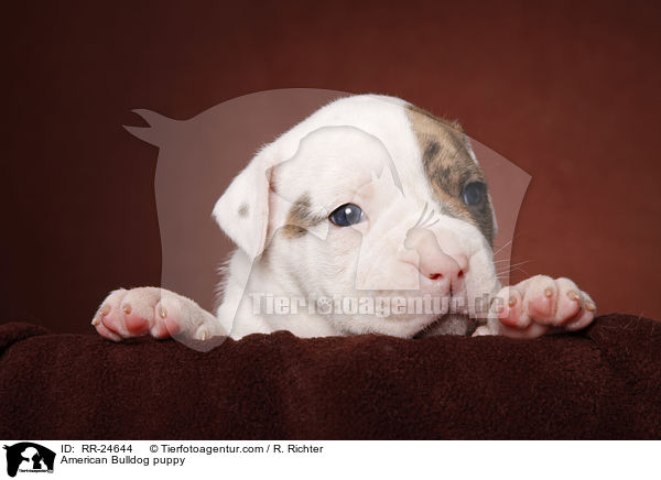 American Bulldog Welpe / American Bulldog puppy / RR-24644