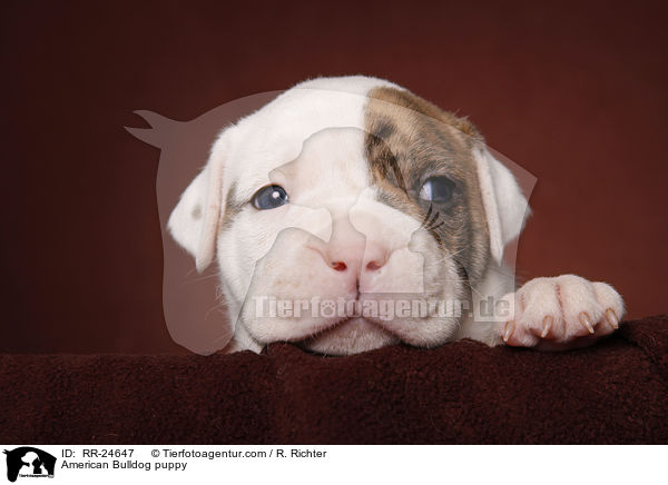 American Bulldog Welpe / American Bulldog puppy / RR-24647