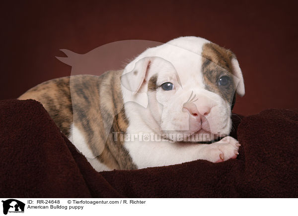 American Bulldog Welpe / American Bulldog puppy / RR-24648