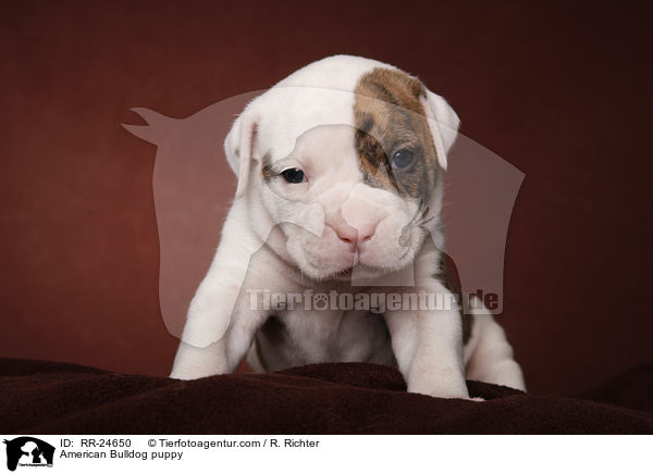 American Bulldog Welpe / American Bulldog puppy / RR-24650