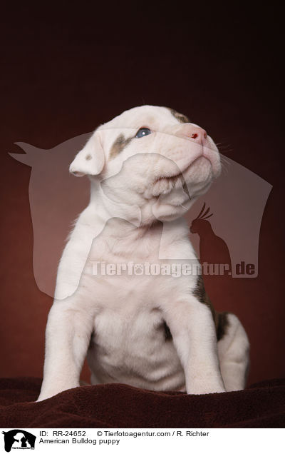 American Bulldog Welpe / American Bulldog puppy / RR-24652