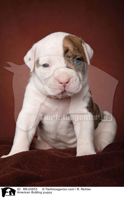 American Bulldog Welpe / American Bulldog puppy / RR-24653