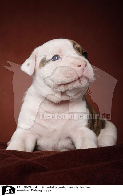 American Bulldog Welpe / American Bulldog puppy / RR-24654