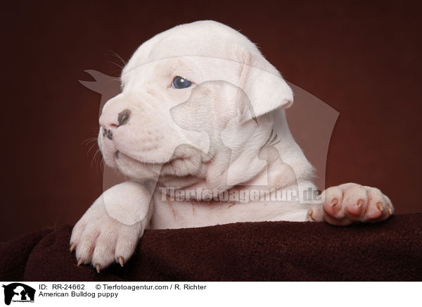 American Bulldog Welpe / American Bulldog puppy / RR-24662