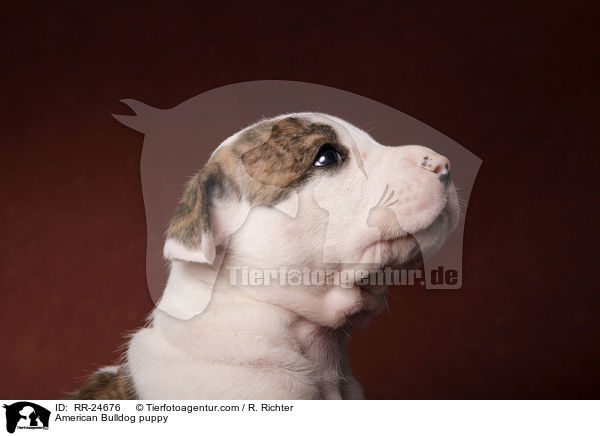 American Bulldog Welpe / American Bulldog puppy / RR-24676