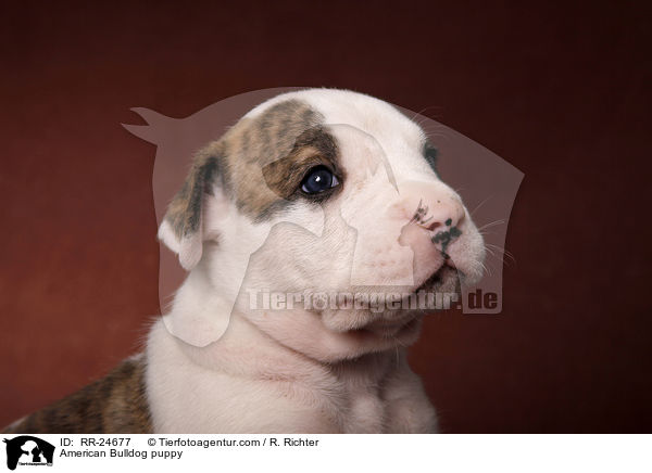 American Bulldog Welpe / American Bulldog puppy / RR-24677