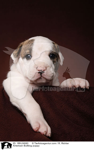 American Bulldog Welpe / American Bulldog puppy / RR-24680