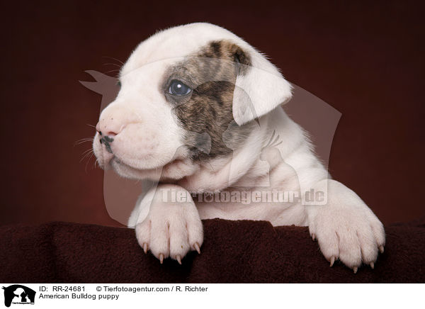 American Bulldog Welpe / American Bulldog puppy / RR-24681