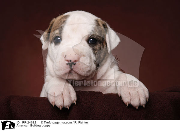 American Bulldog Welpe / American Bulldog puppy / RR-24682