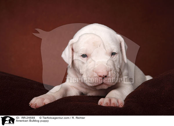 American Bulldog Welpe / American Bulldog puppy / RR-24688