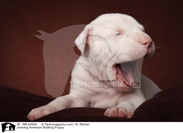 ghnender American Bulldog Welpe / yawning American Bulldog Puppy / RR-24689