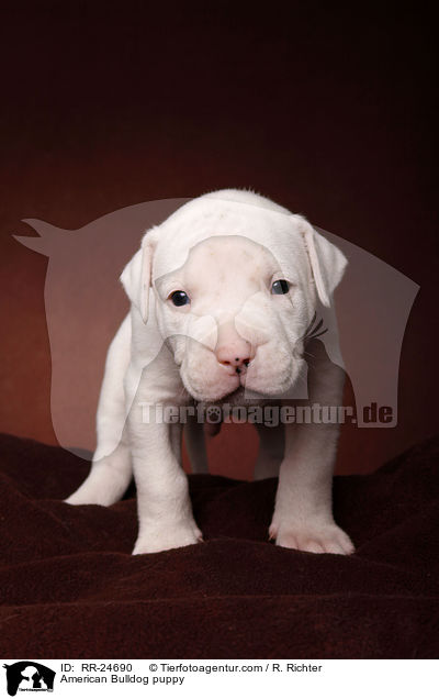 American Bulldog Welpe / American Bulldog puppy / RR-24690