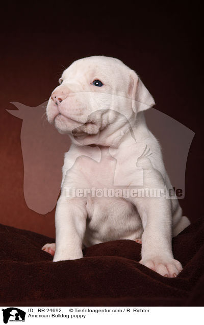 American Bulldog Welpe / American Bulldog puppy / RR-24692