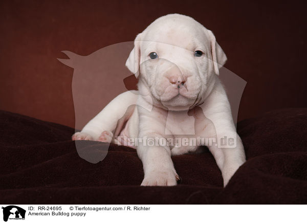 American Bulldog Welpe / American Bulldog puppy / RR-24695