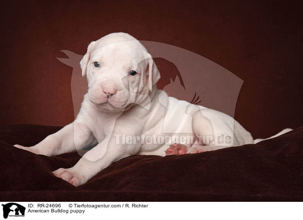 American Bulldog Welpe / American Bulldog puppy / RR-24696