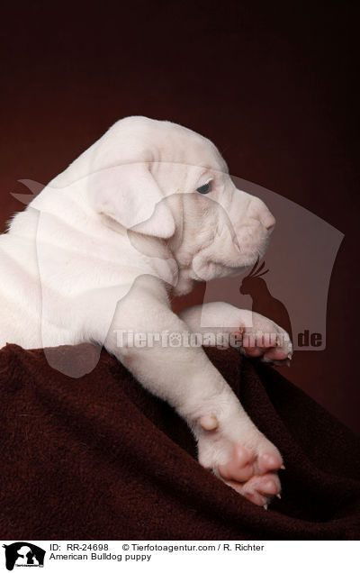 American Bulldog Welpe / American Bulldog puppy / RR-24698