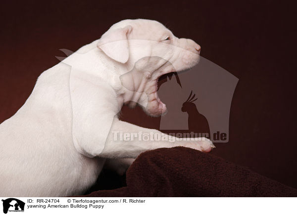 ghnender American Bulldog Welpe / yawning American Bulldog Puppy / RR-24704