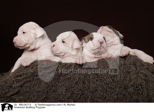 Amerikanische Bulldoggen Welpen / American Bulldog Puppies / RR-24713