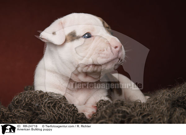 American Bulldog Welpe / American Bulldog puppy / RR-24718