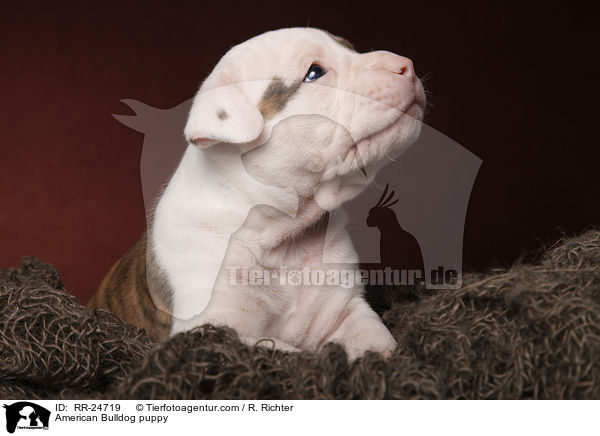 American Bulldog Welpe / American Bulldog puppy / RR-24719