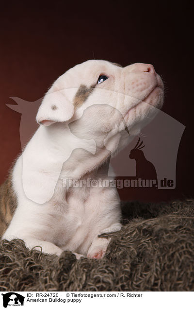 American Bulldog Welpe / American Bulldog puppy / RR-24720