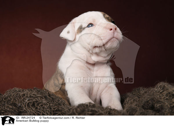 American Bulldog Welpe / American Bulldog puppy / RR-24724