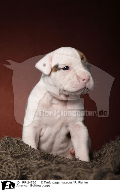 American Bulldog Welpe / American Bulldog puppy / RR-24726