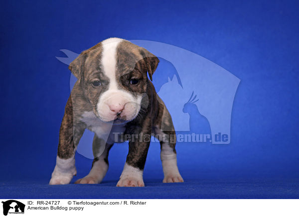 American Bulldog Welpe / American Bulldog puppy / RR-24727