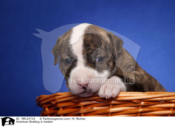 American Bulldog im Krbchen / American Bulldog in basket / RR-24734