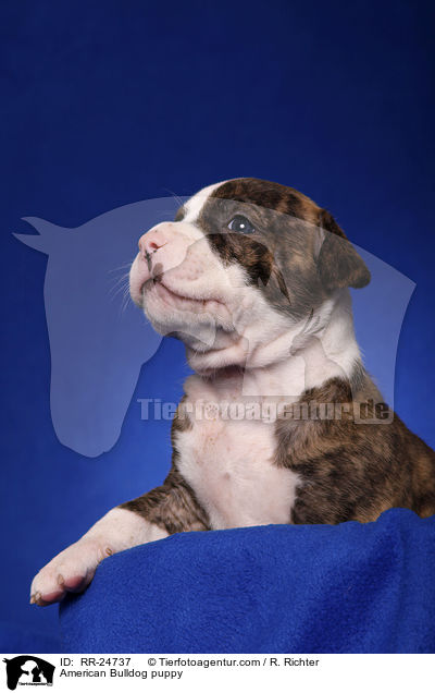 American Bulldog Welpe / American Bulldog puppy / RR-24737