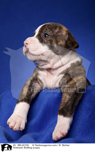 American Bulldog Welpe / American Bulldog puppy / RR-24738