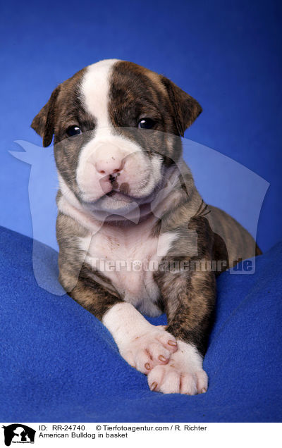 American Bulldog im Krbchen / American Bulldog in basket / RR-24740