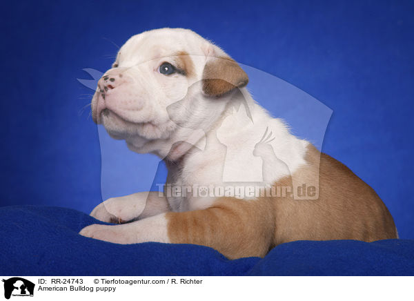 American Bulldog Welpe / American Bulldog puppy / RR-24743