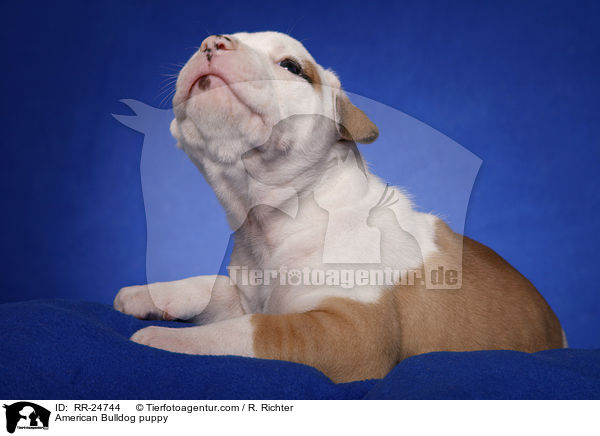 American Bulldog Welpe / American Bulldog puppy / RR-24744