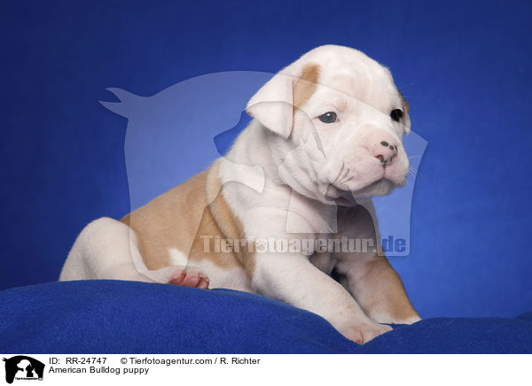 American Bulldog Welpe / American Bulldog puppy / RR-24747