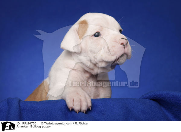 American Bulldog Welpe / American Bulldog puppy / RR-24756