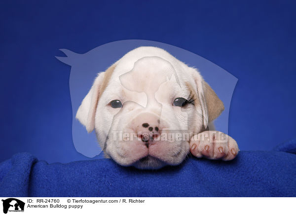 American Bulldog Welpe / American Bulldog puppy / RR-24760