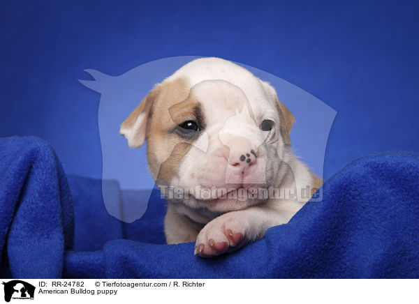 American Bulldog Welpe / American Bulldog puppy / RR-24782