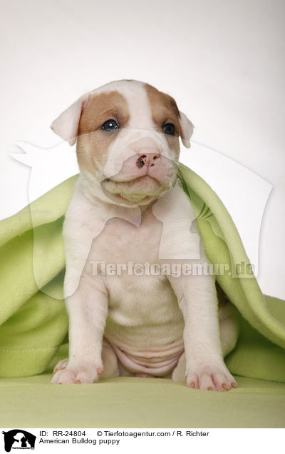 American Bulldog Welpe / American Bulldog puppy / RR-24804